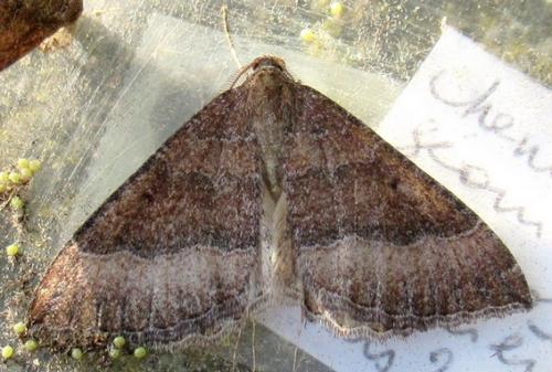 Réf. 270 400 : Larentia clavaria
